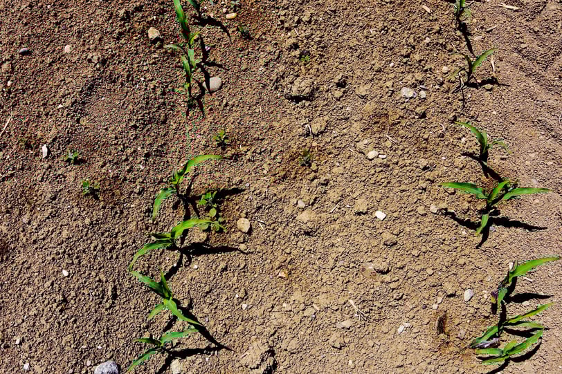 DSC_1649_edited_accentuePS