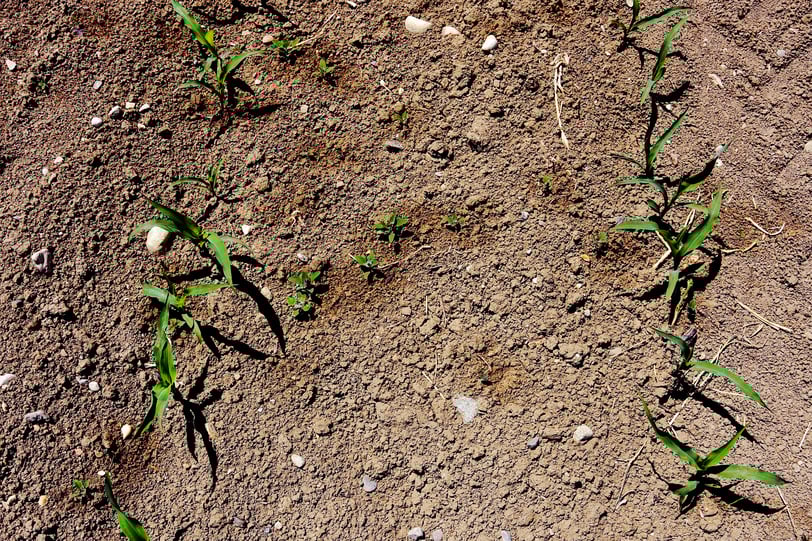 Mais_DSC_1648_good_accentuePS_moinsVert