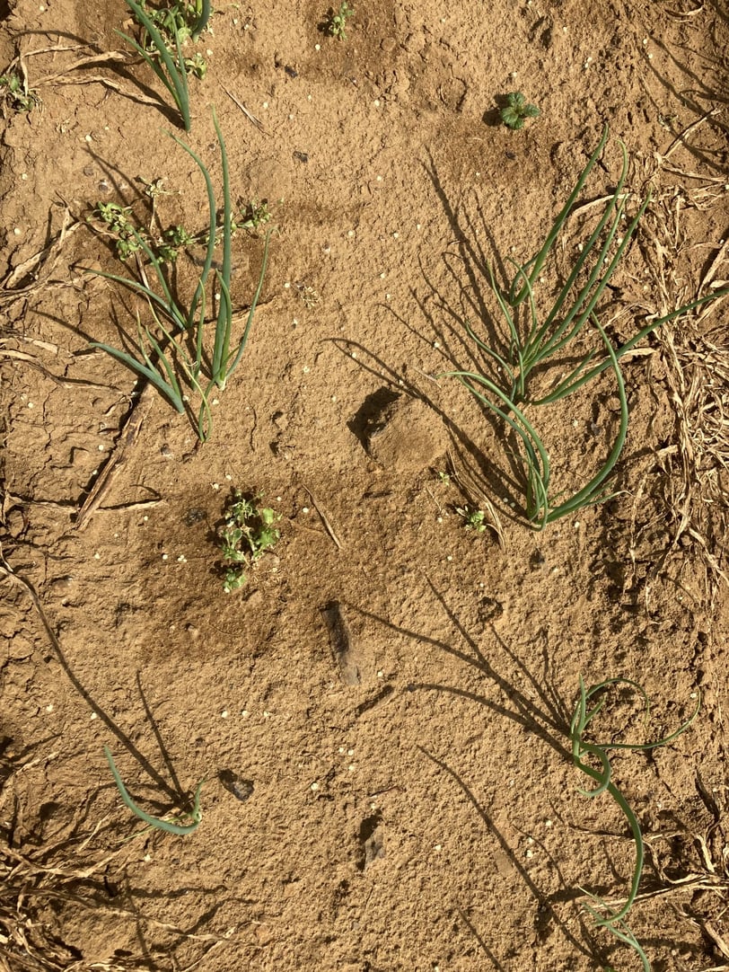 SRA_Zwiebeln_Deutschland_mai2022-6-scaled