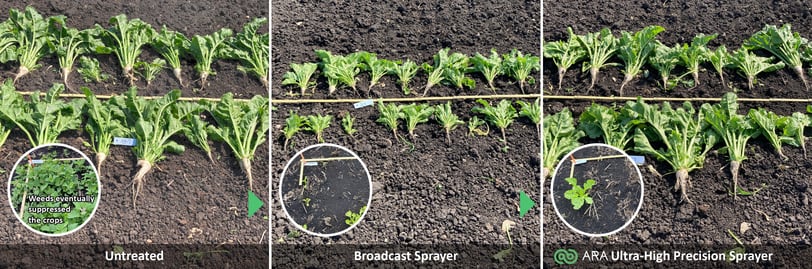 Sugar Beet Comparison2,9Mo