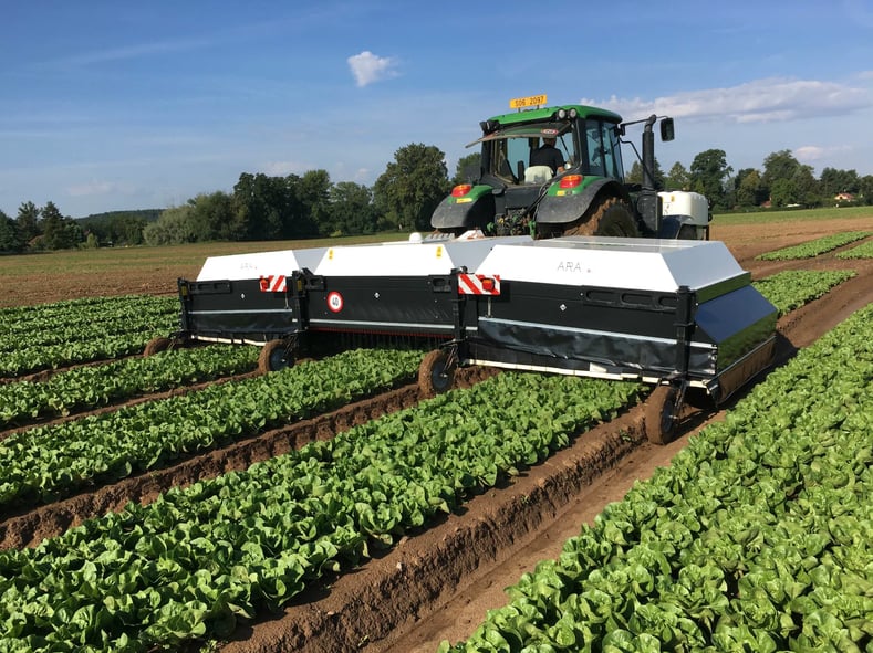 ecorobotix-ara-lettuce-czech-republic-august-2022-1-scaled