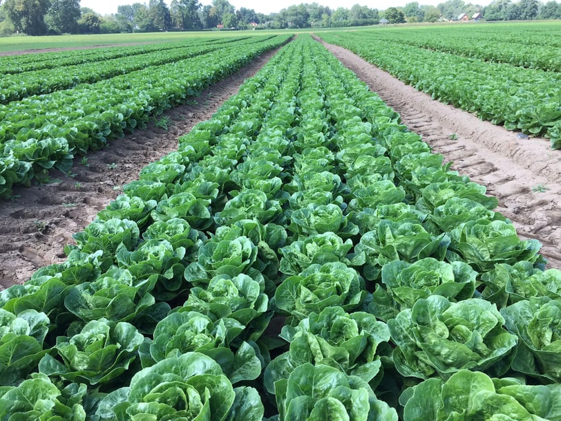 ecorobotix-ara-lettuce-detail-3-czech-republic-august-2022