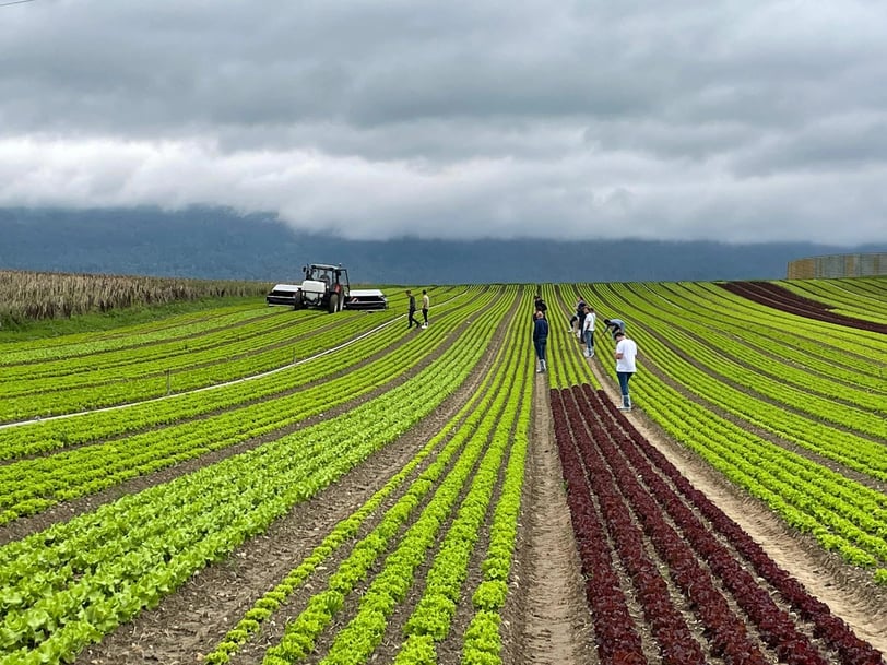 ecorobotix-demonstration-stoll-2022