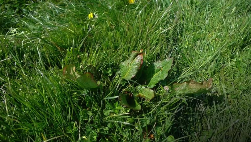 rumex-article-cover-2