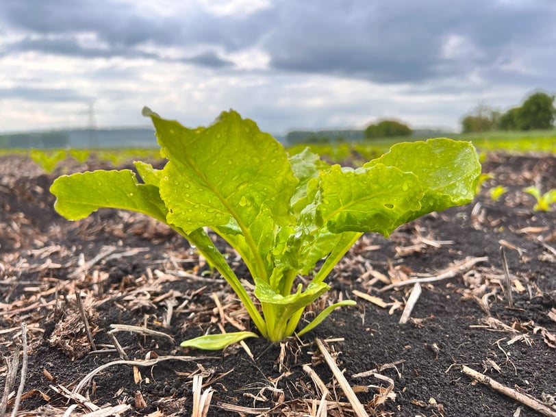 sugar beets no weeds - ARA sprayer